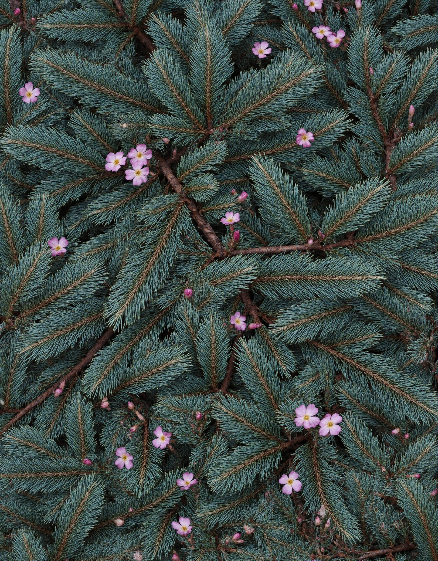 Evergreen Branches with Delicate Pink Flowers #41010