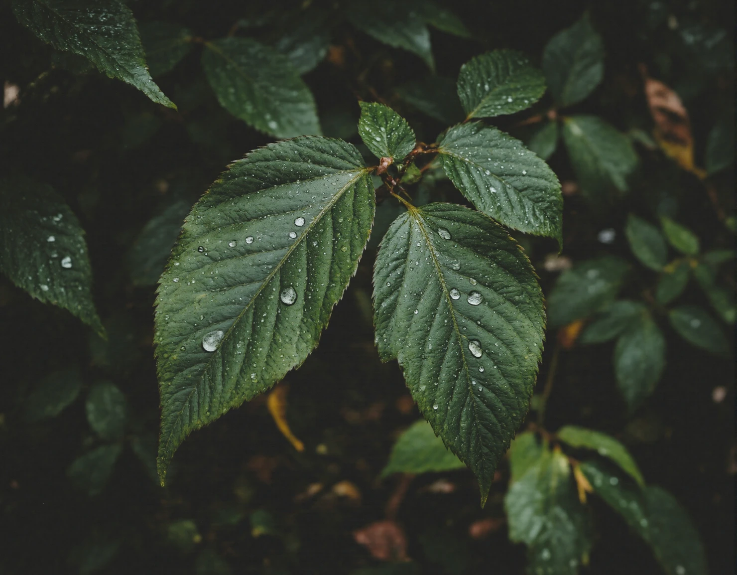Raindrops on Dark Green Leaves #41017