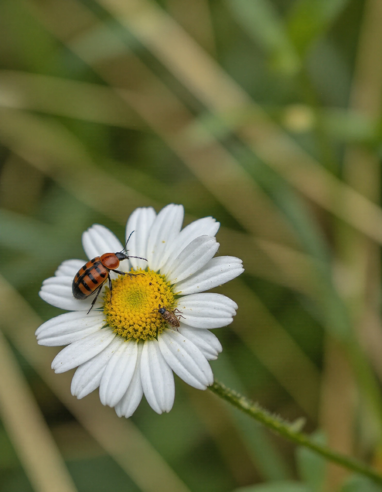 Striped Beetle on a Daisy Flower #41027
