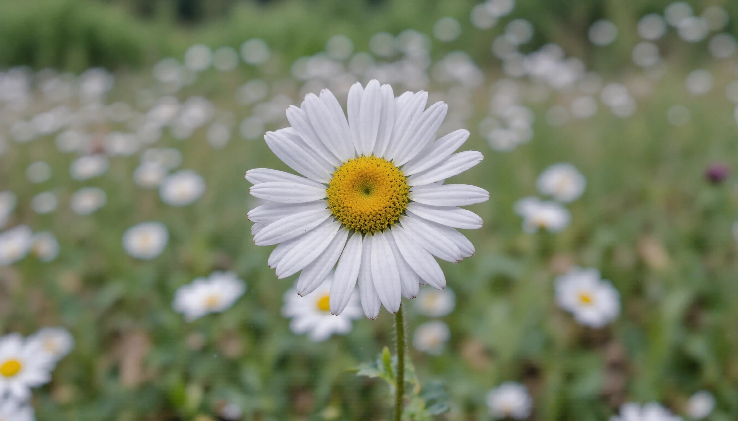 Close-up of a White Daisy in a Sunny Field #41028