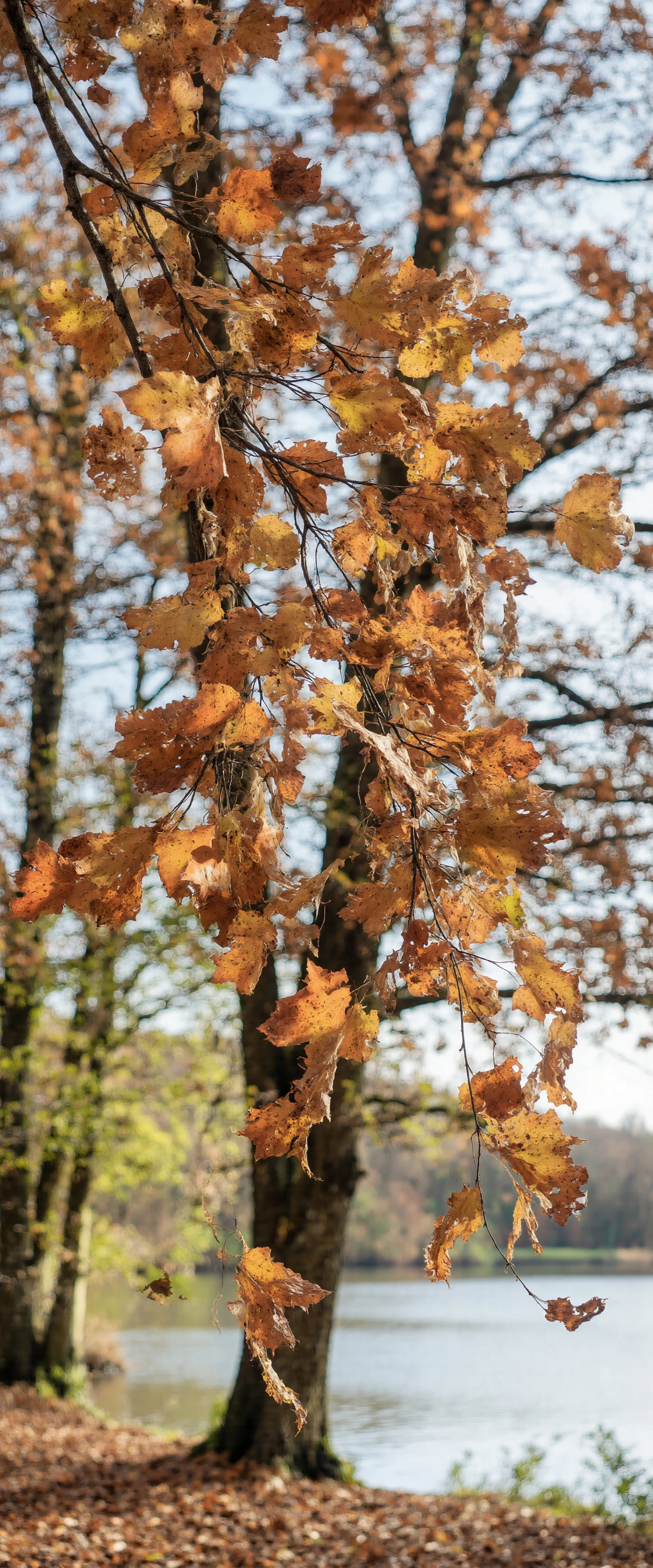 Autumn Leaves Falling by the Lake #41032