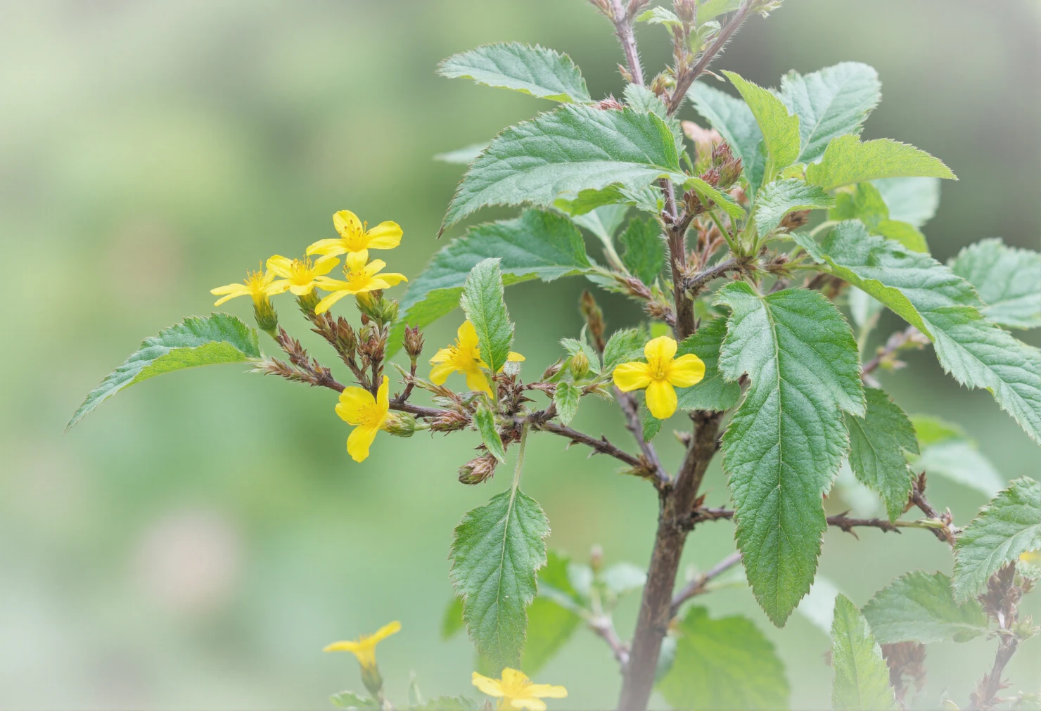 Delicate Yellow Blooms on a Green Shrub #41038