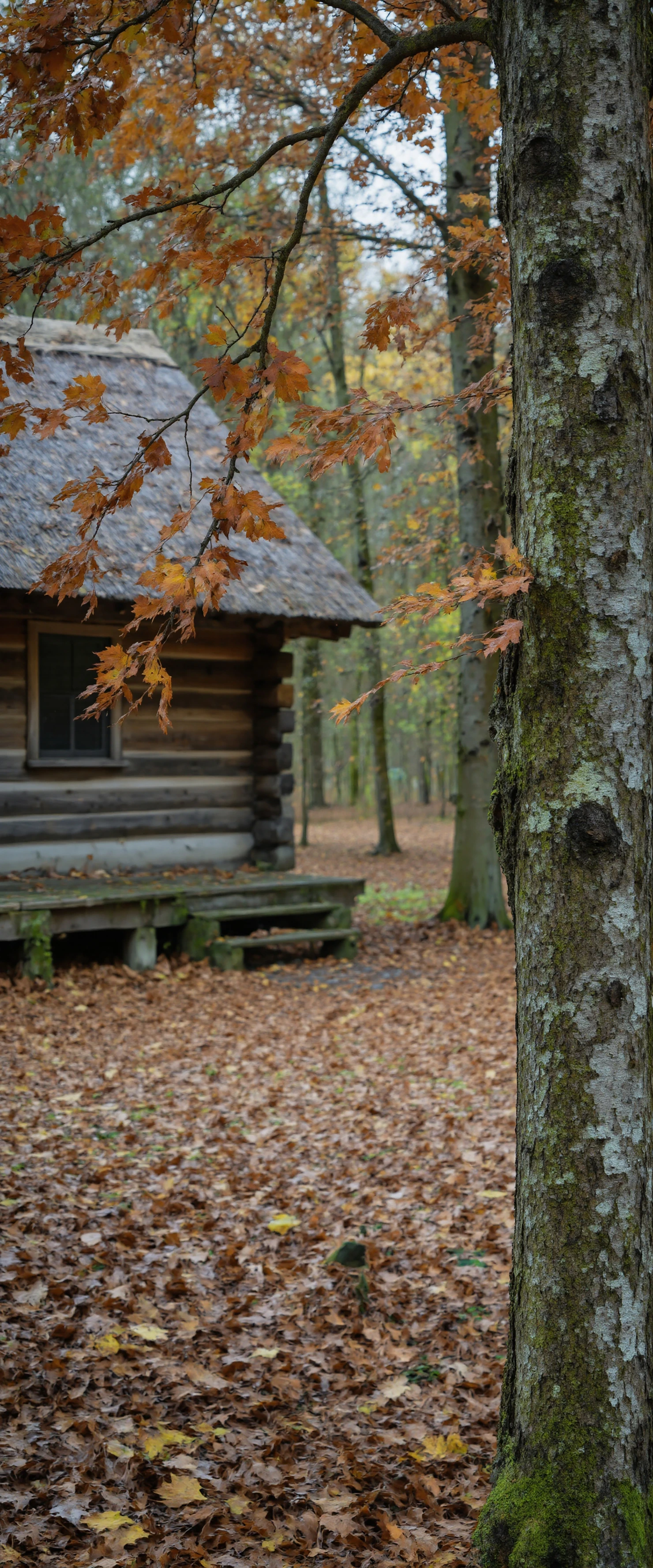log cabin autumn forest fall leaves rustic woodland nature cozy thatched roof trees landscape realistic cabin wood seasonal outdoors tranquil peaceful natural beauty foliage golden leaves tree trunk environment scenic rural traditional historical qui #41041