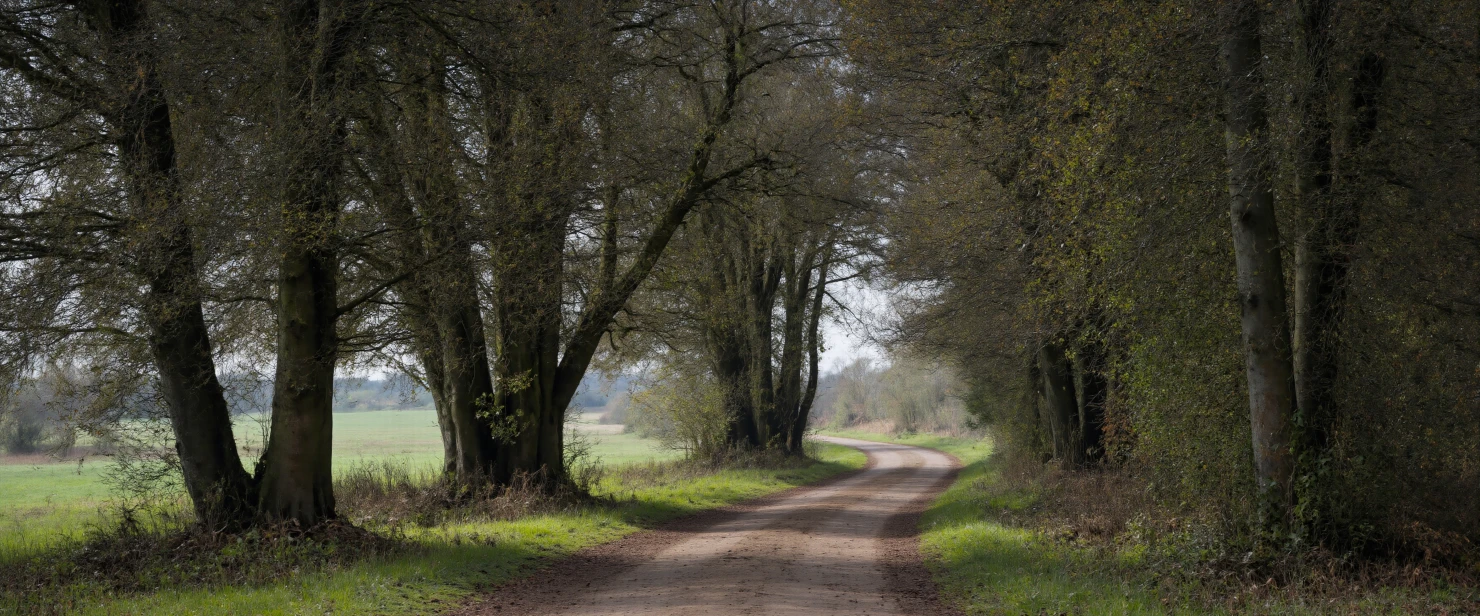 Secluded Dirt Track Under a Canopy of Trees #41044