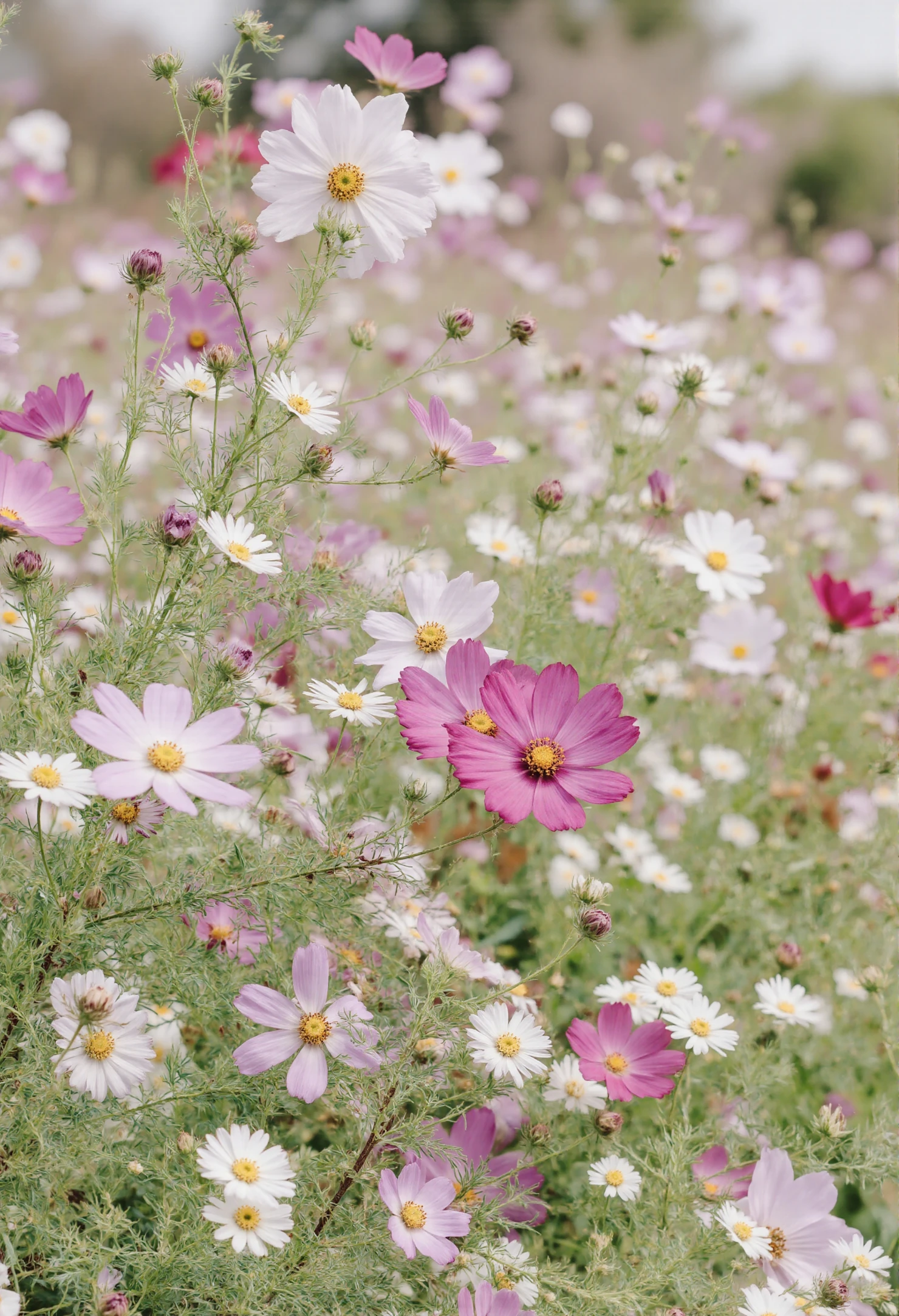 Delicate Cosmos Flowers in Full Bloom #41047