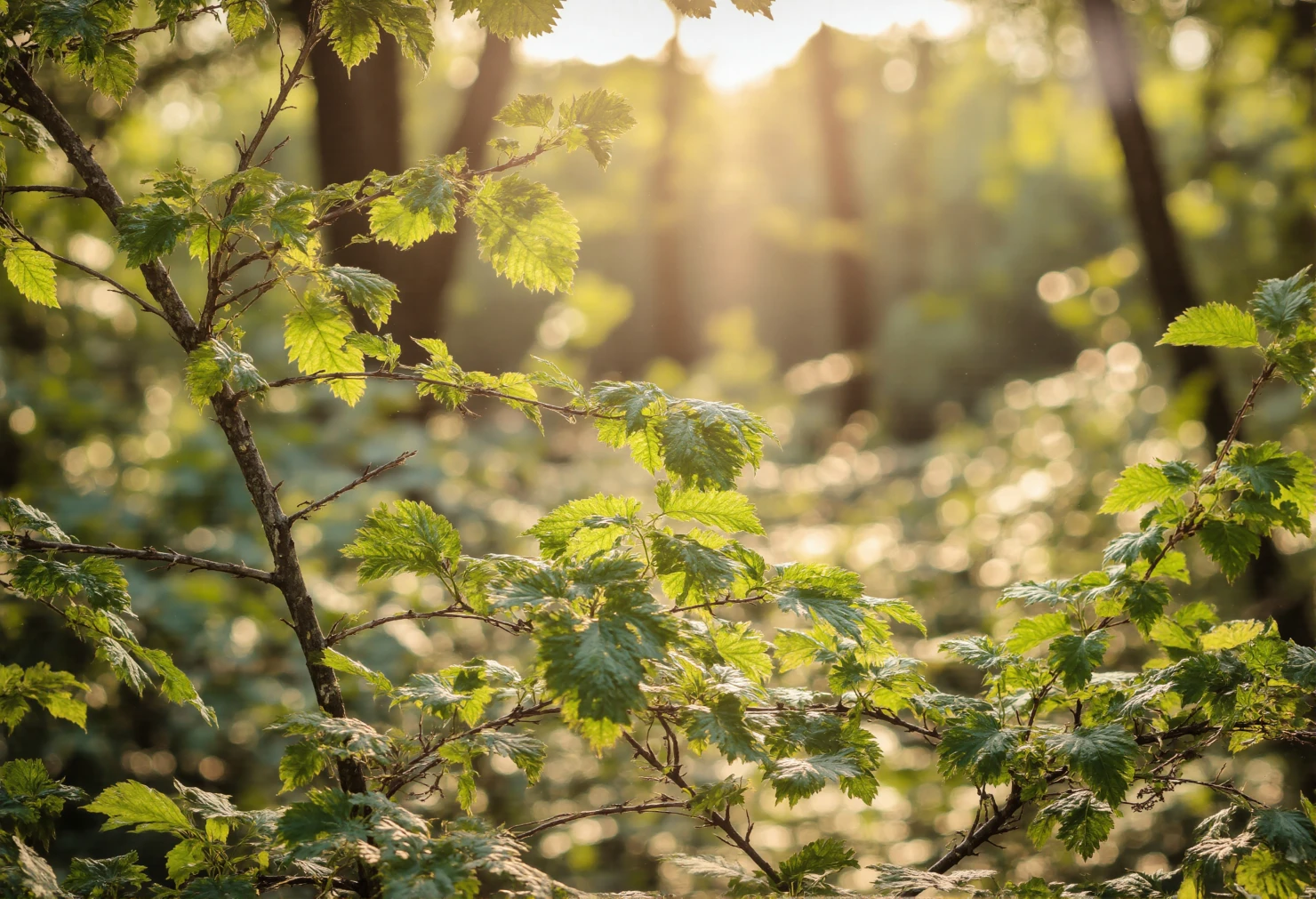 Sunlight filtering through lush green forest leaves #41057