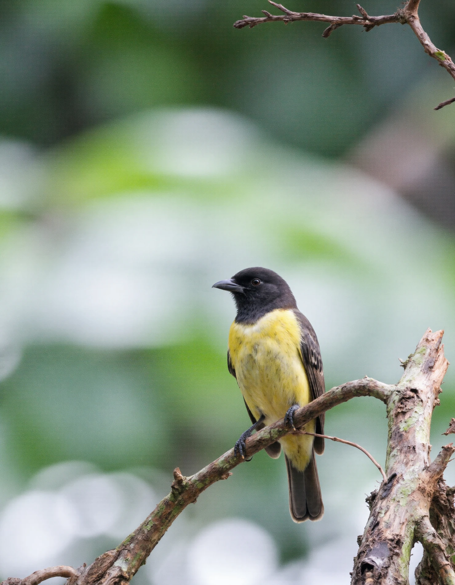 Black-headed Yellow Bird Perched on a Branch #41058