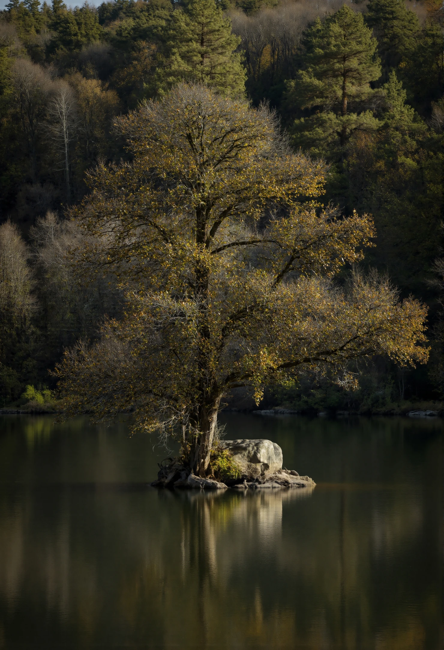 Solitary Tree on a Rocky Island in a Serene Lake #41075