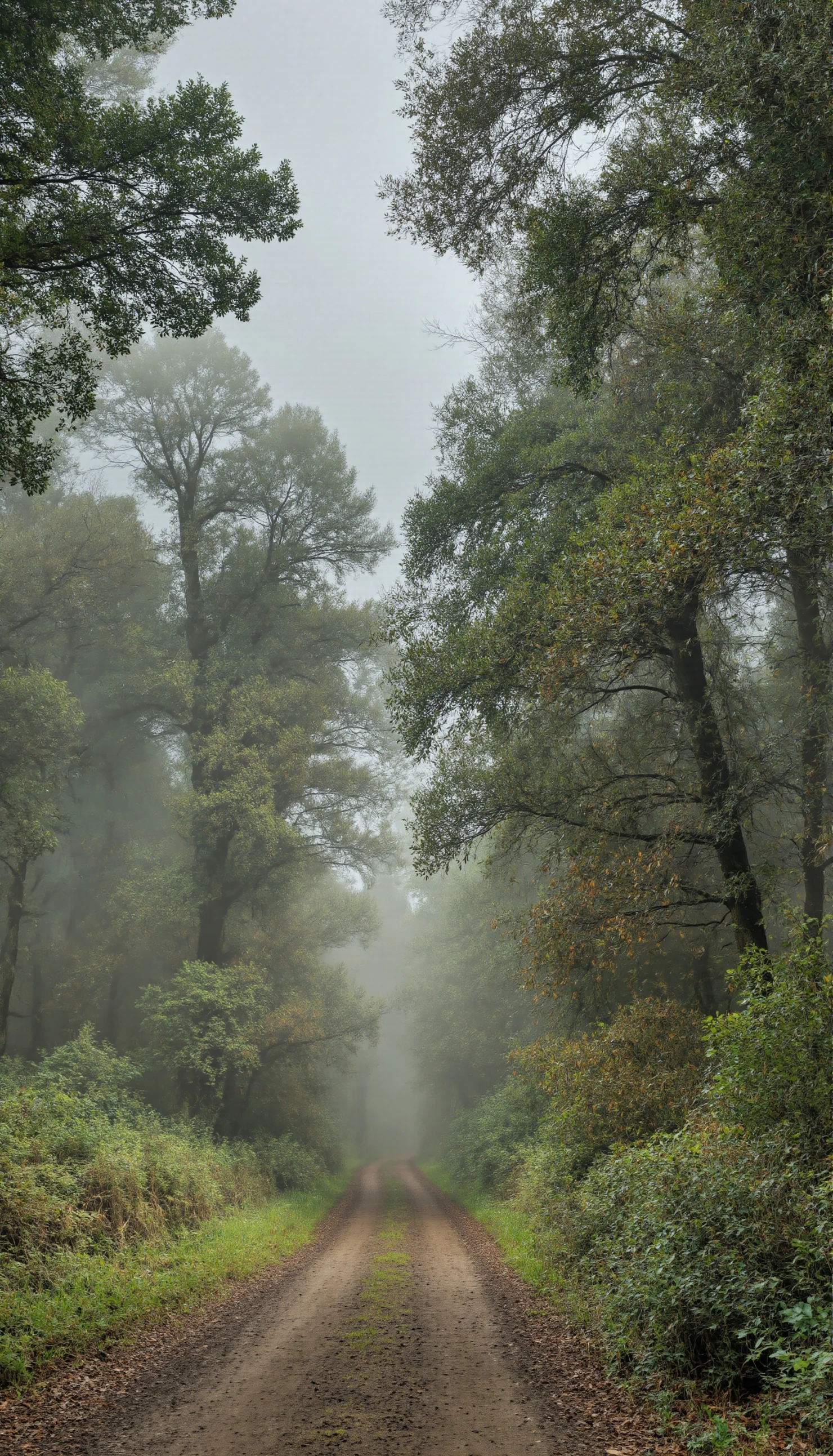 Misty Dirt Road Through a Dense Forest #41076