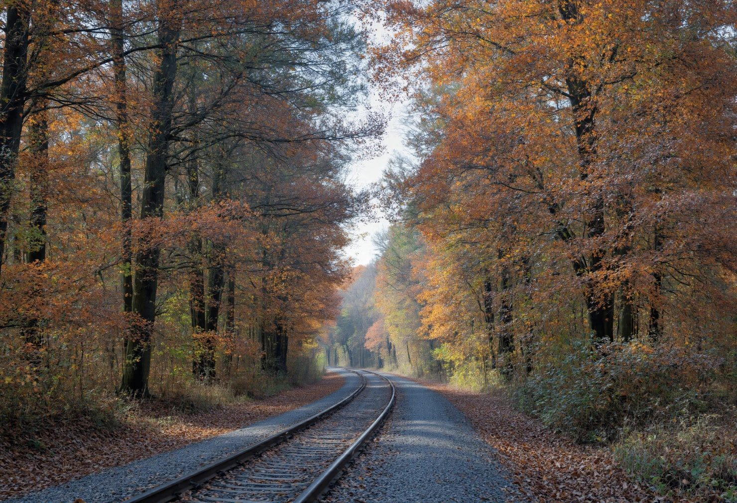 Autumn Railway Through a Golden Forest #41085