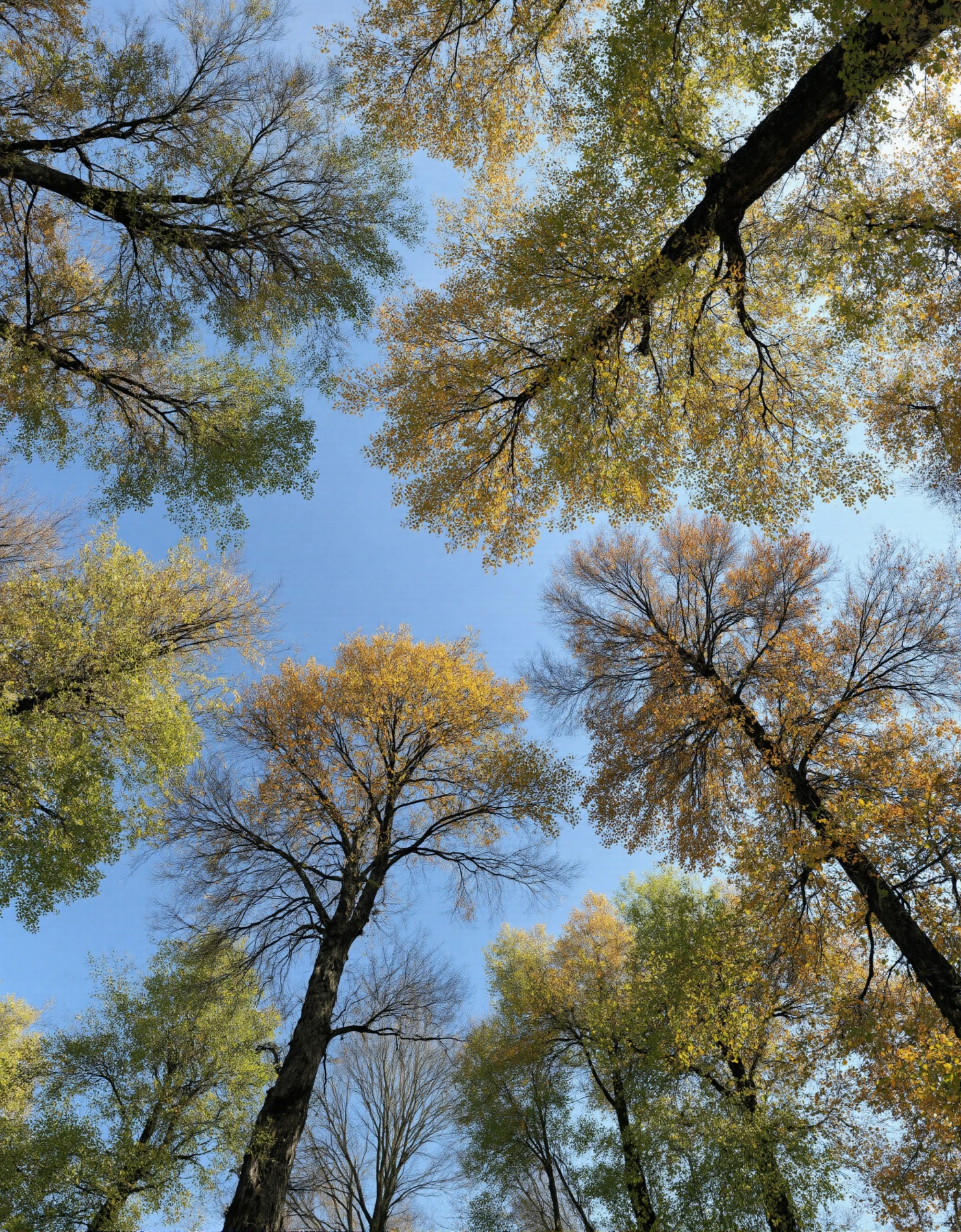 Golden Autumn Canopy Against a Clear Blue Sky #41086
