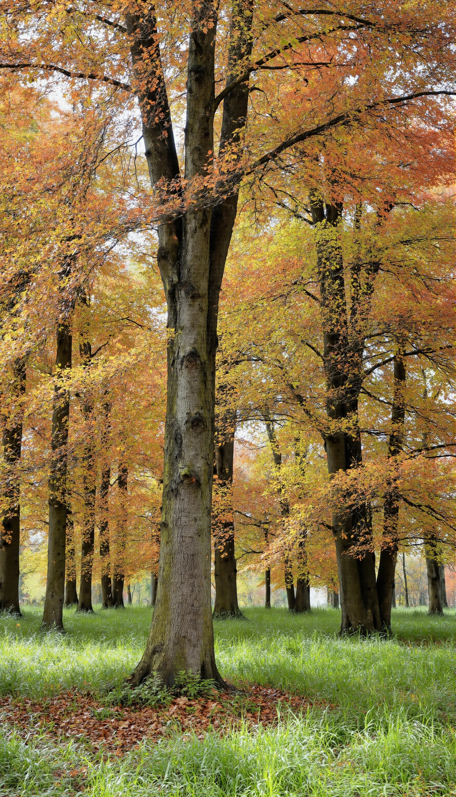 Golden Canopy of Autumn Trees in a Serene Woodland #41087