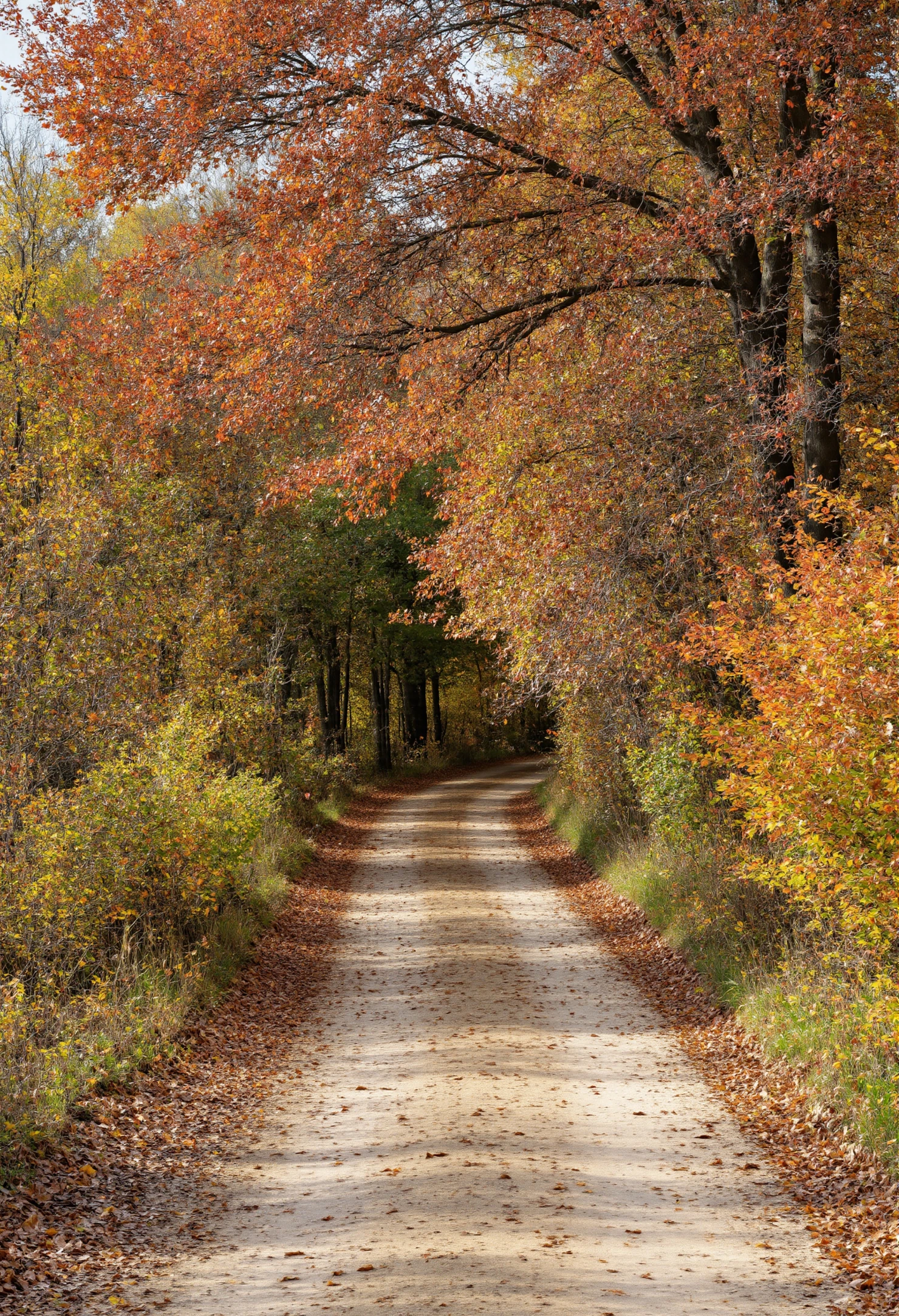Autumn Path Through the Forest #41090