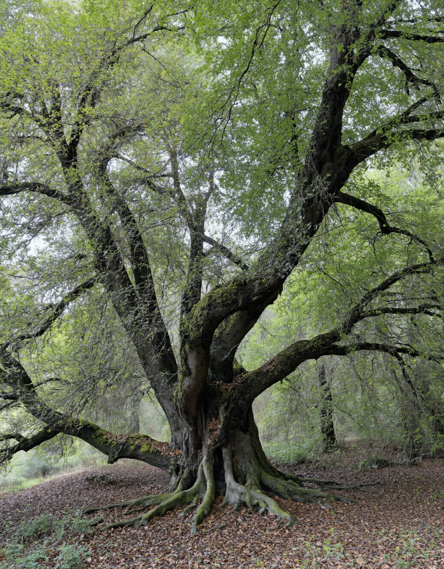 Majestic Old Tree with Sprawling Roots in a Woodland Setting #41094