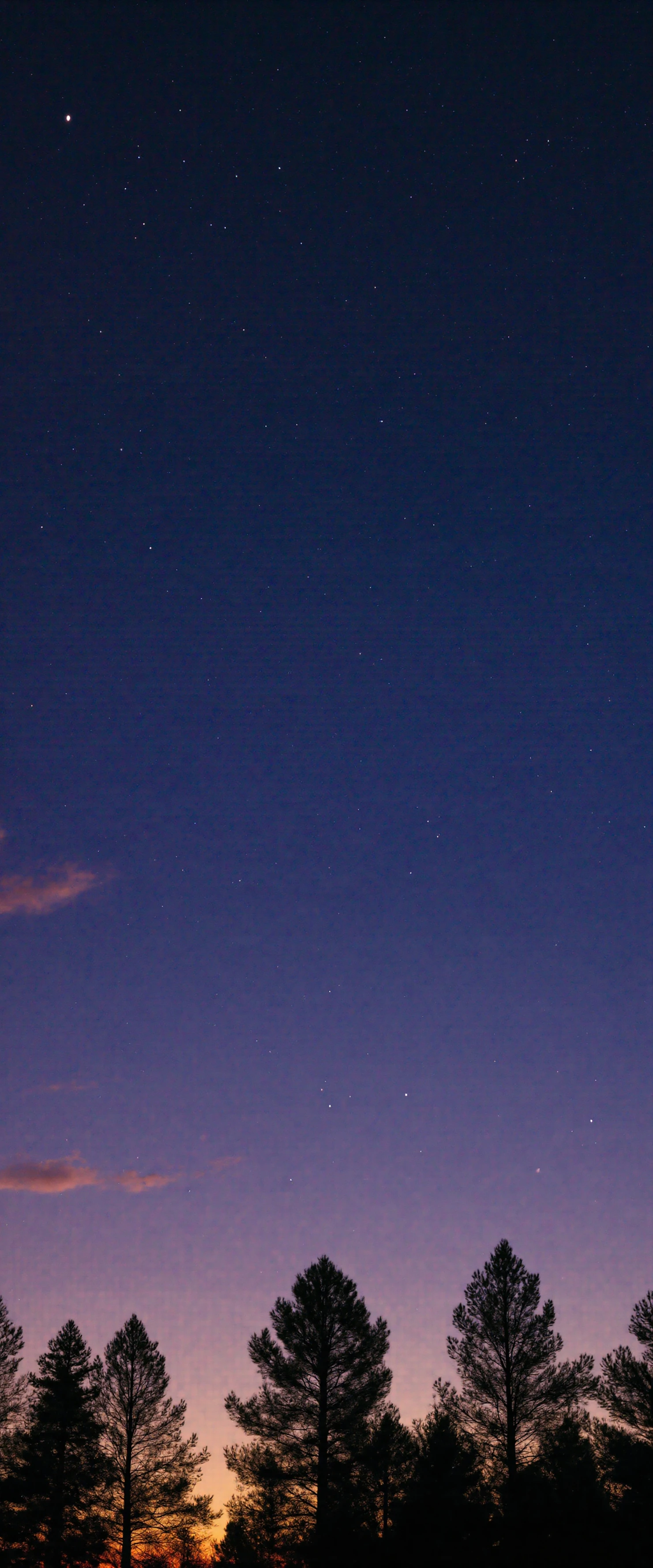 Starry Night Sky Over Forest Silhouettes at Twilight #41102