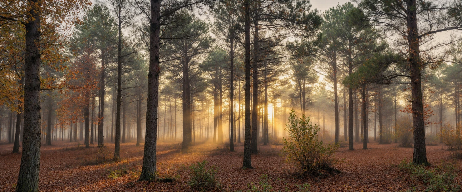 Golden Sunbeams Through a Misty Autumn Forest #41104