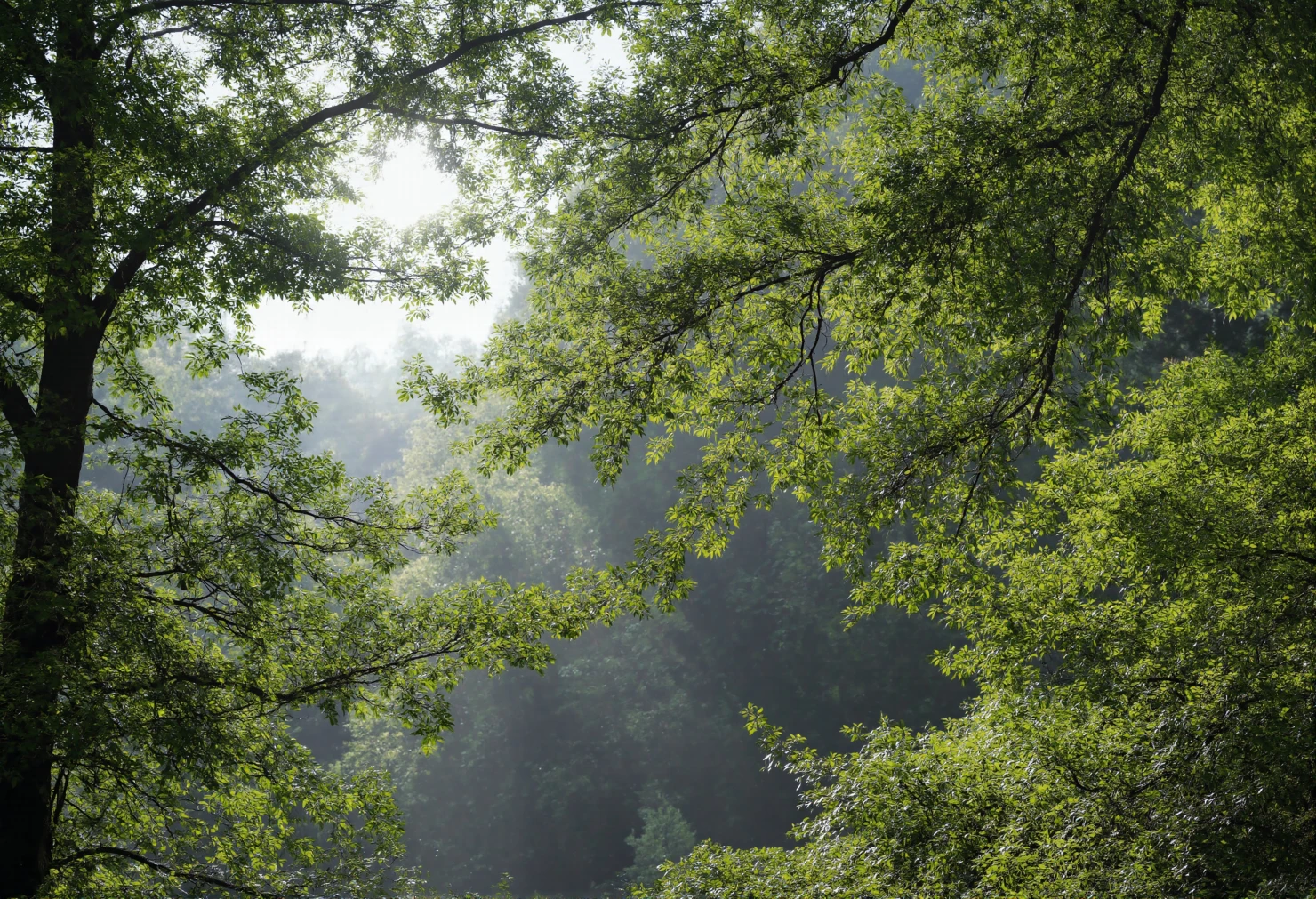 Sunlight filtering through a lush green forest canopy #41105