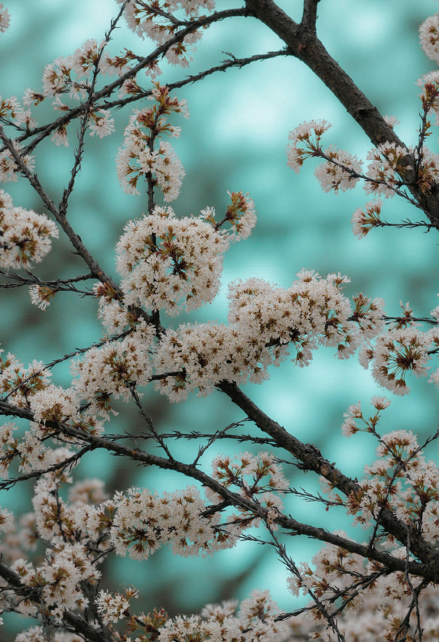 Delicate White Blossoms on Branches Against a Teal Sky #41112