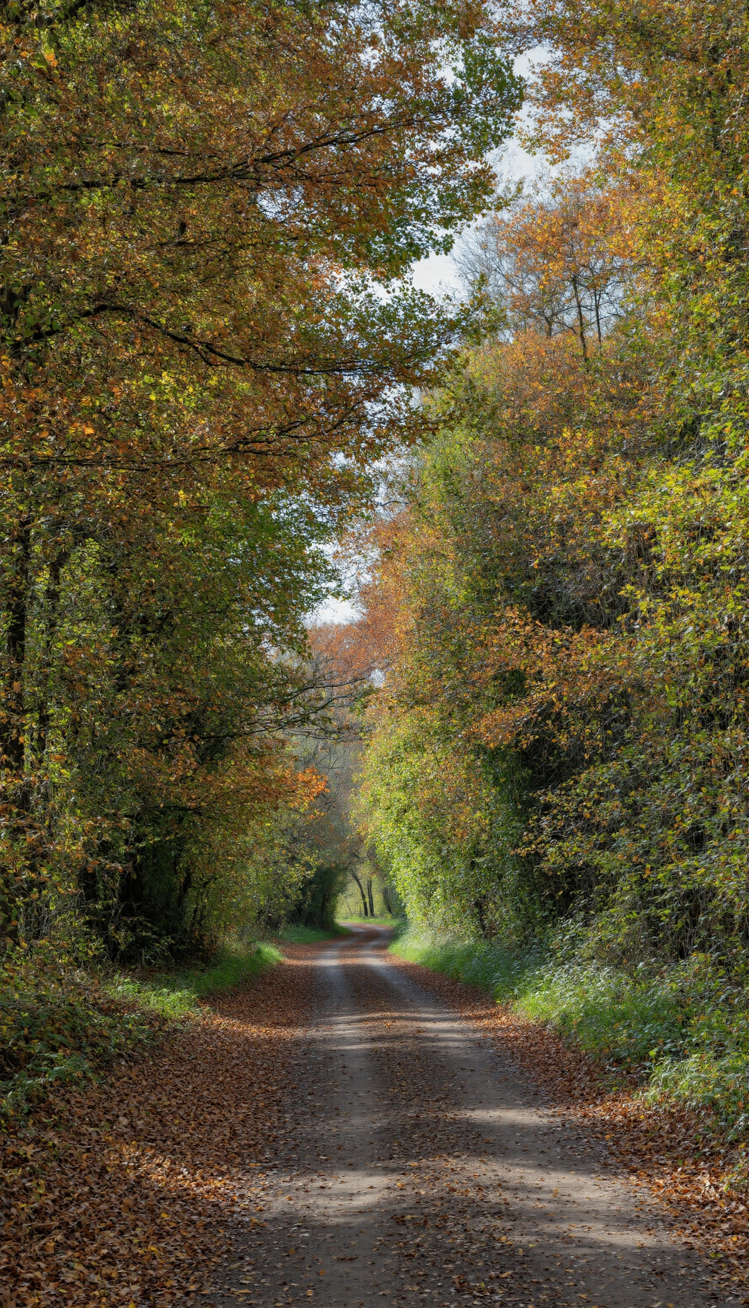 Secluded Woodland Path in Fall Colors #41115