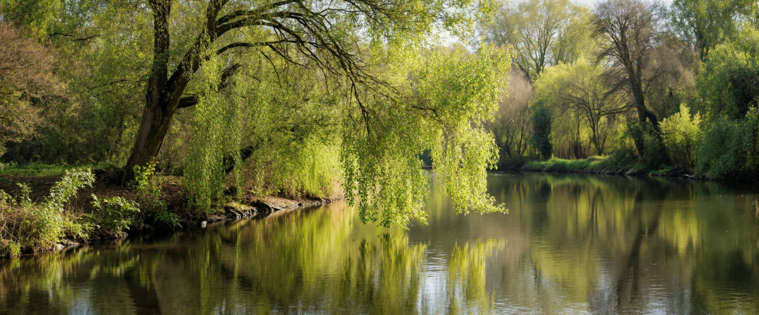 Vibrant Green Willow Trees Reflecting in Calm Water #41117