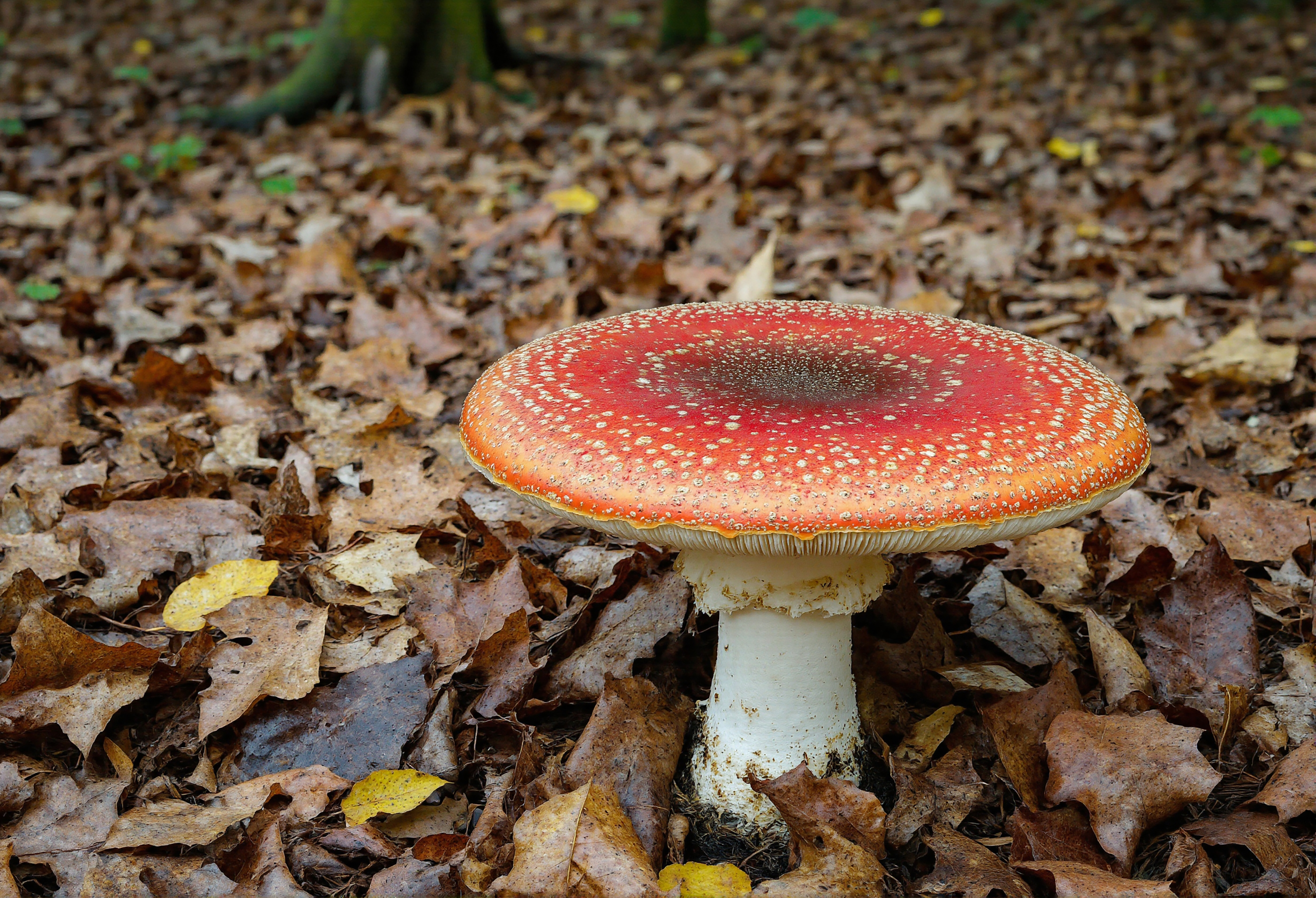Vibrant Fly Agaric Amidst Autumn Leaves on the Forest Floor #41190