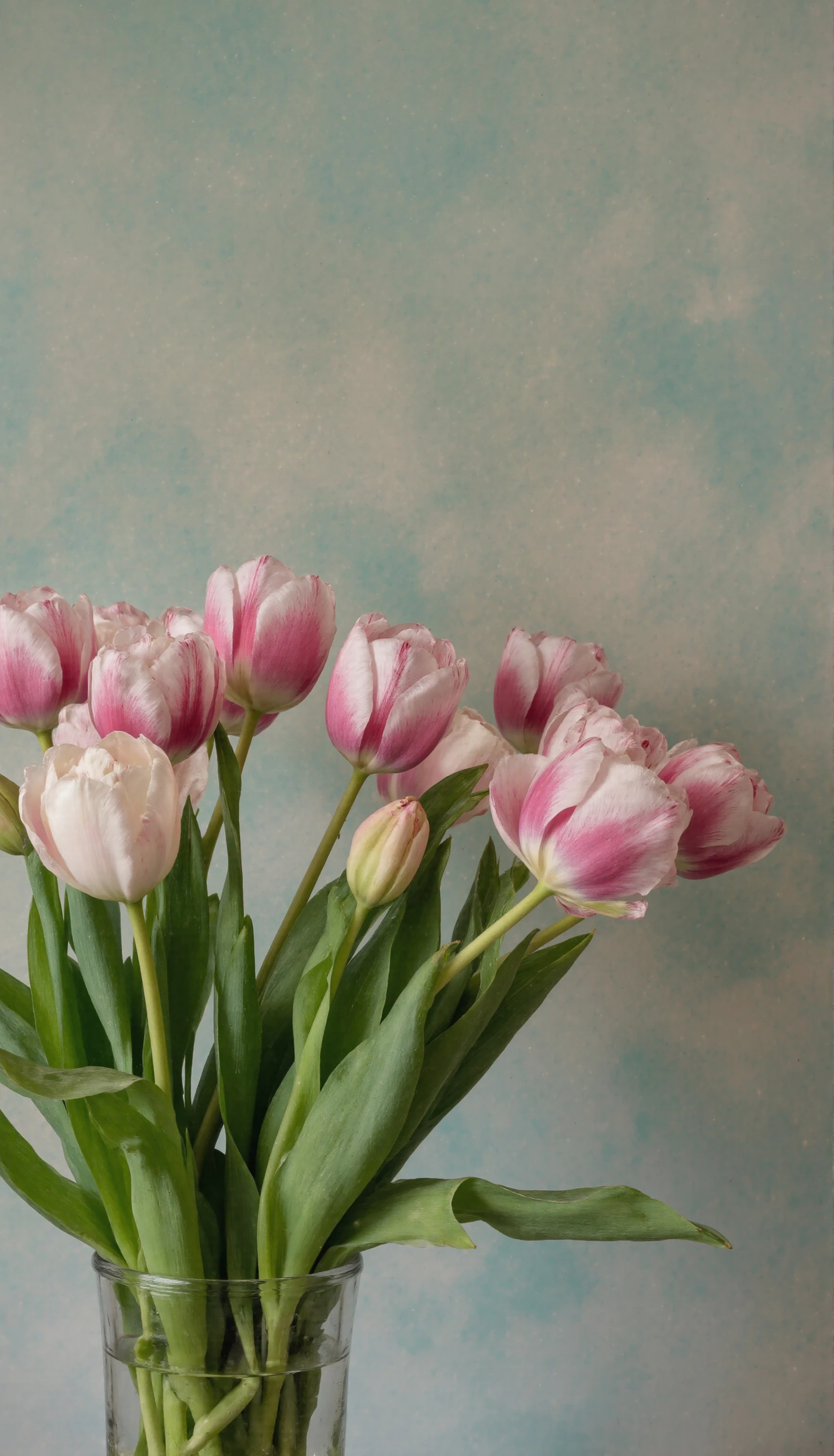 Vibrant Pink Tulips in a Glass Vase Against a Textured Wall #41124