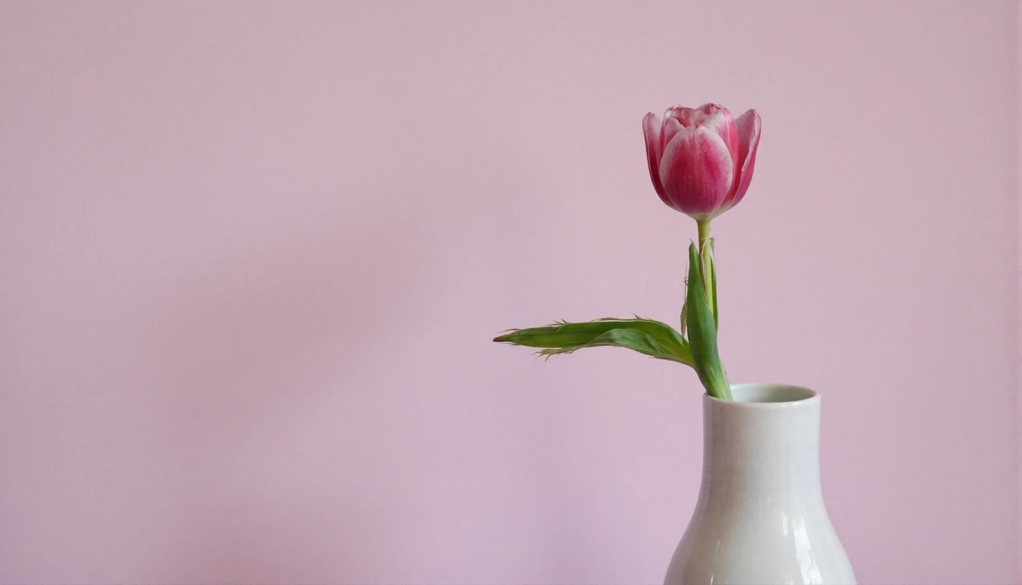 Elegant Pink Tulip in White Vase Against Soft Pink Background #41125