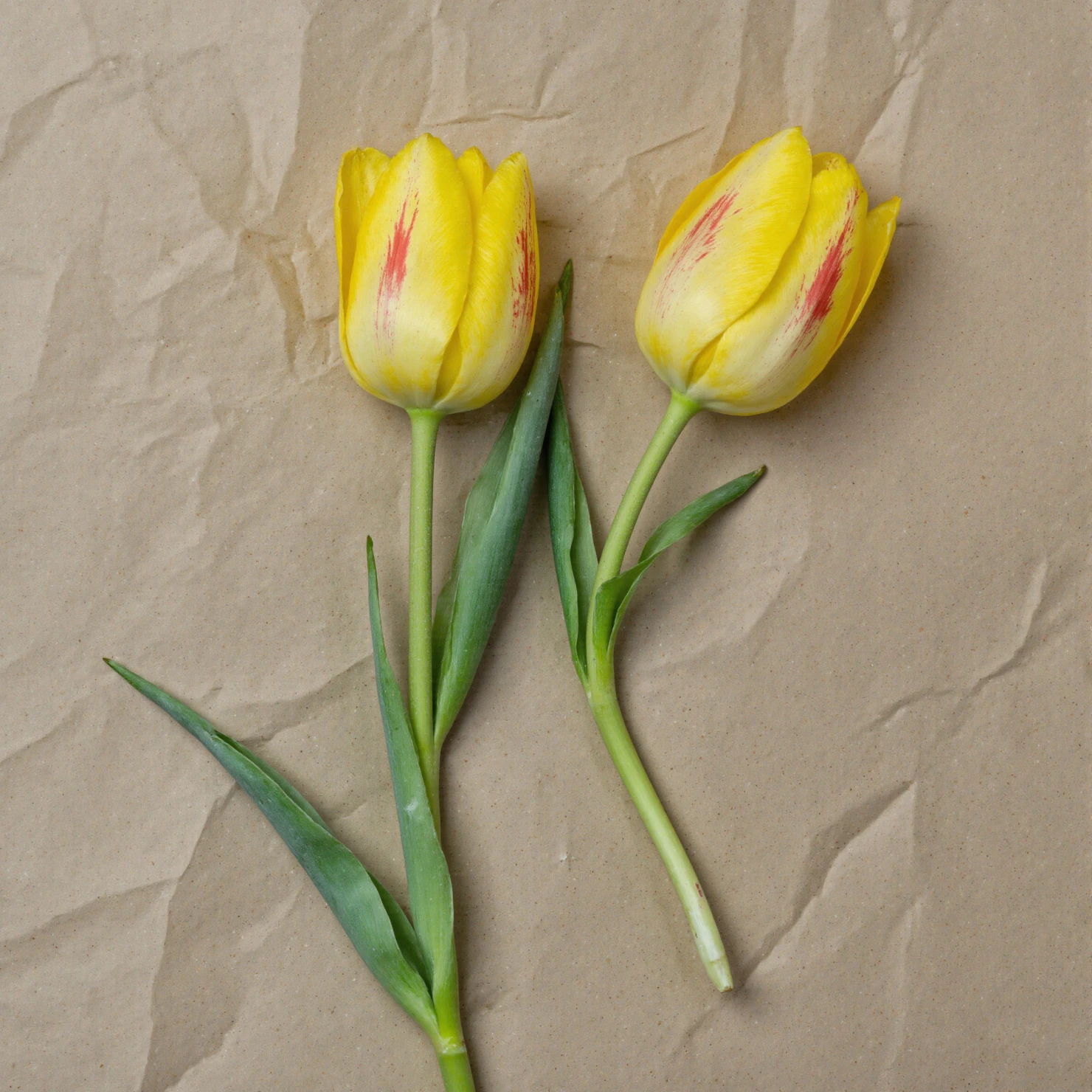 Vibrant Yellow Tulips with Red Streaks on Crumpled Brown Paper #41126