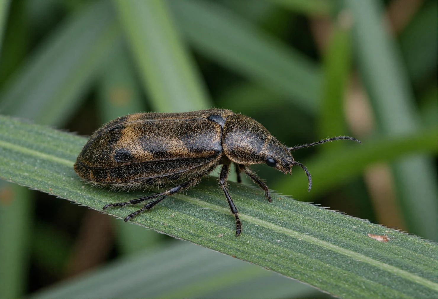Brown Beetle with Mottled Shell Resting on a Green Grass Blade #41129