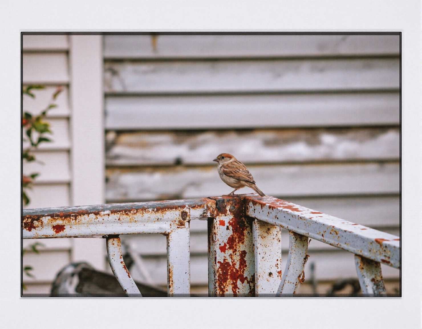 Sparrow on a Rusty Railing #41145