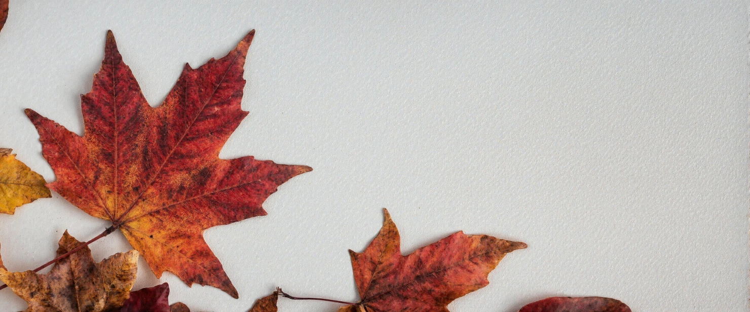 Vibrant Autumn Leaves on a Textured White Background #41152