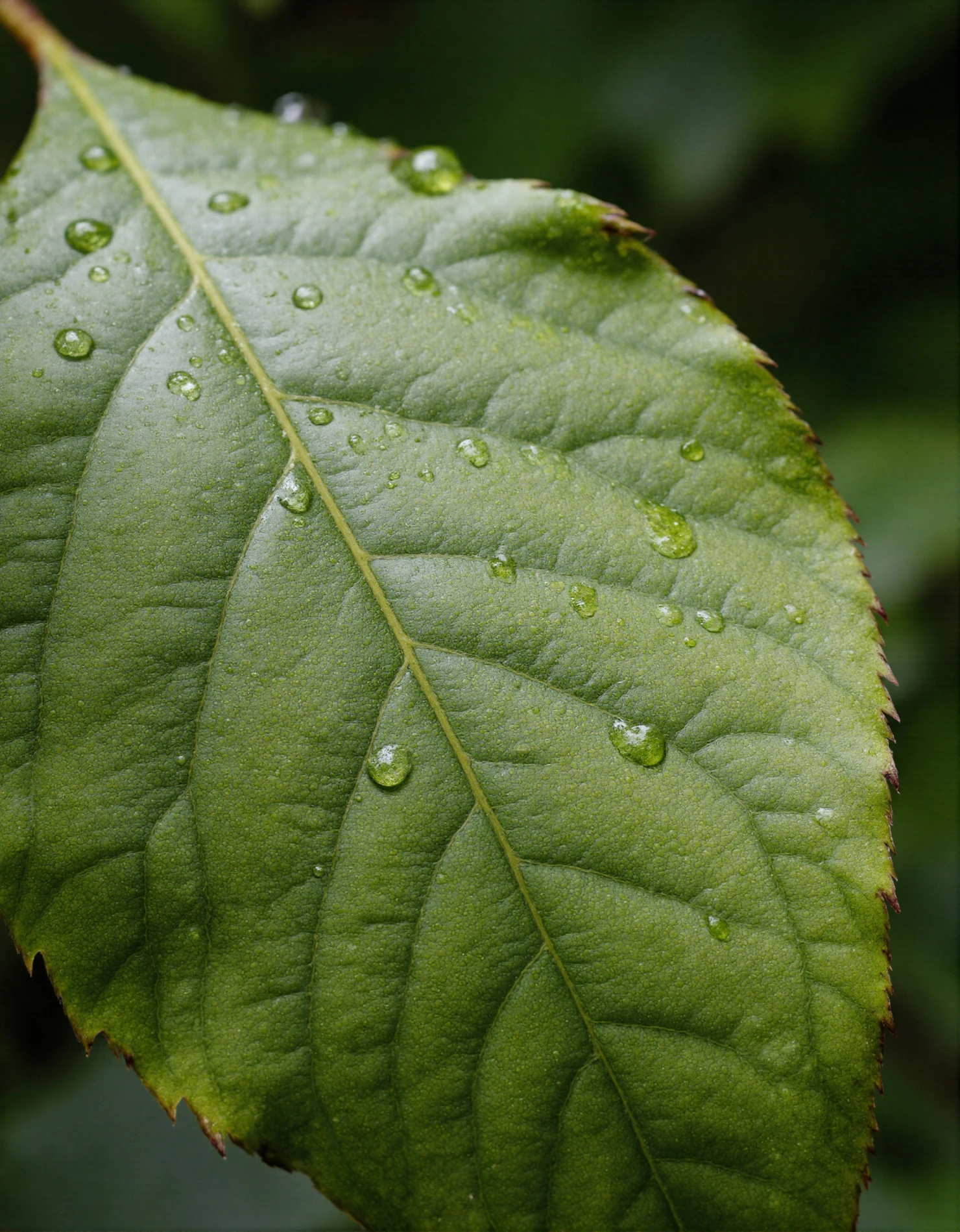 Water Droplets on a Vibrant Green Leaf #41155