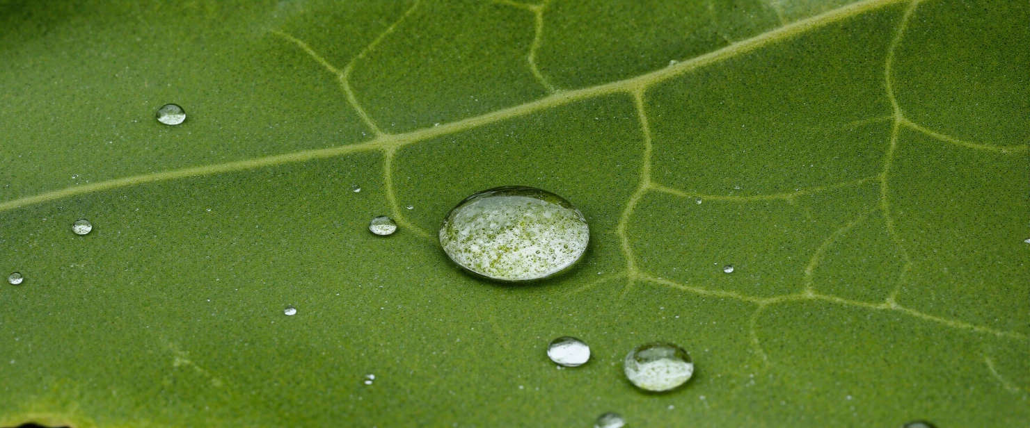 Macro View of Fresh Water Droplets on a Green Leaf #41156