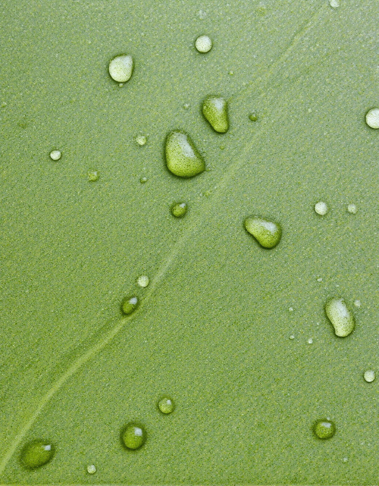 Water Droplets on a Fresh Green Leaf #41157