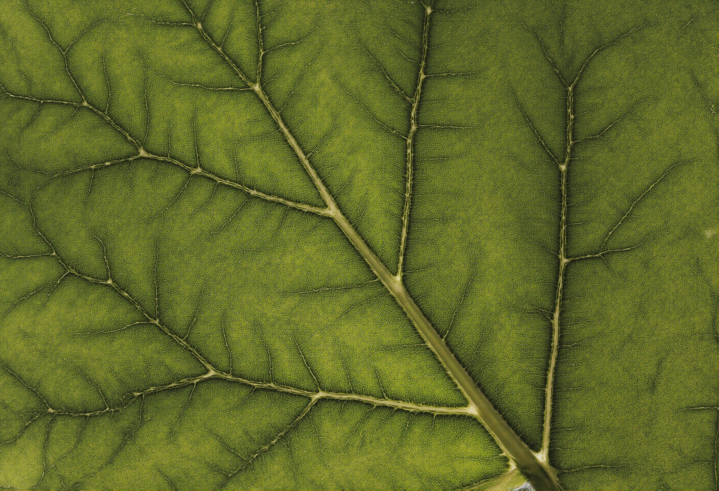 Detailed Close-up of a Green Leaf's Intricate Vein Structure #41159