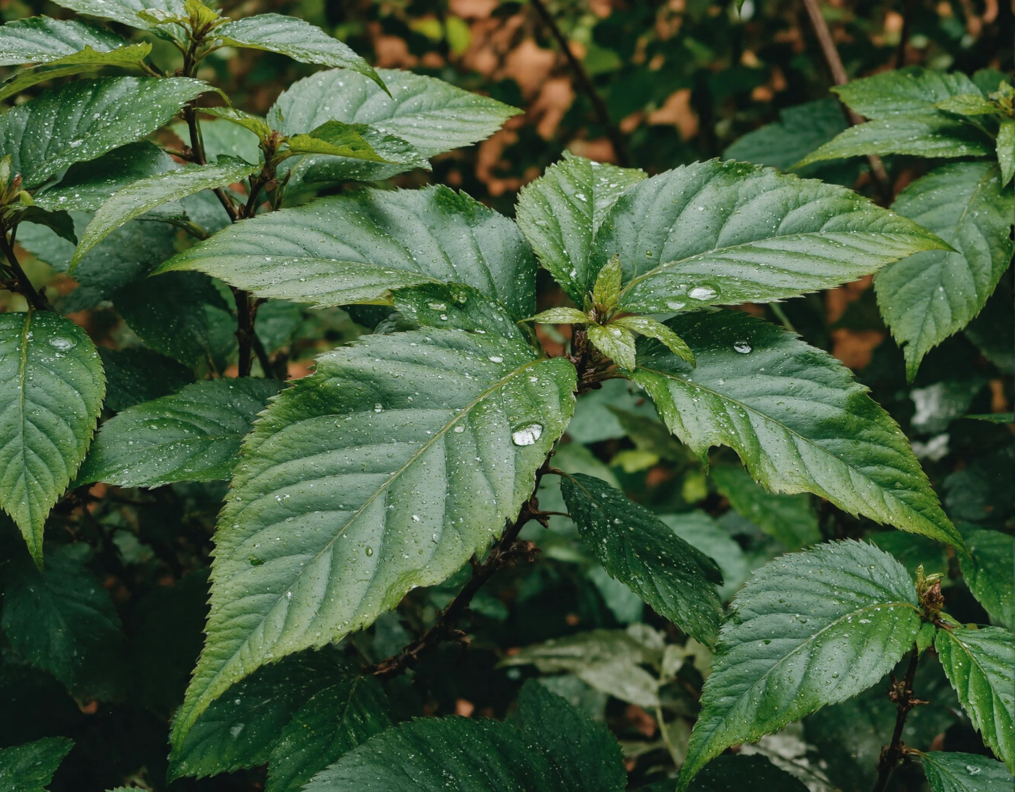Rain-Kissed Green Leaves with Dew Drops #41161