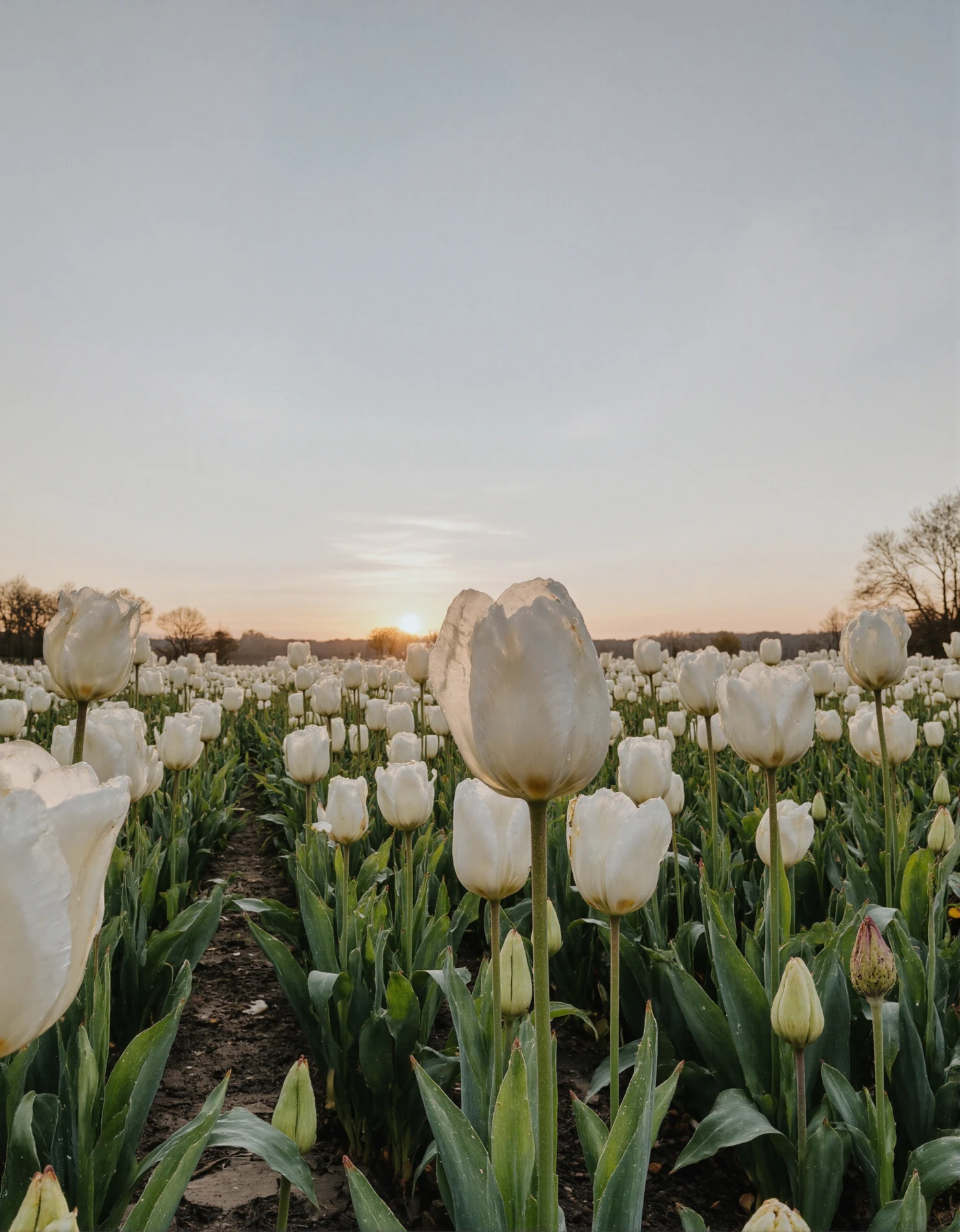 White Tulips Field at Golden Hour #41162