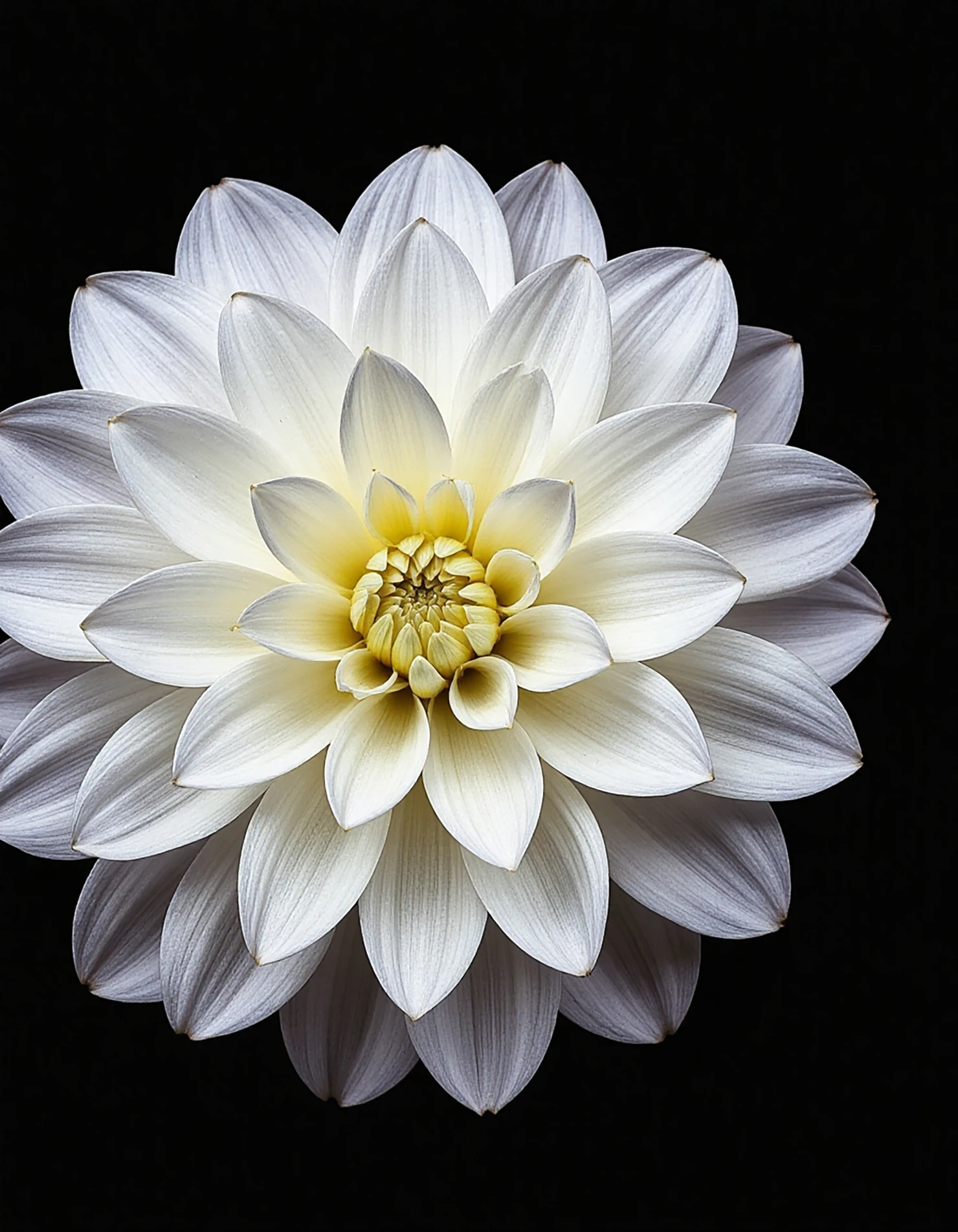 Elegant White Dahlia Bloom on Black #41163