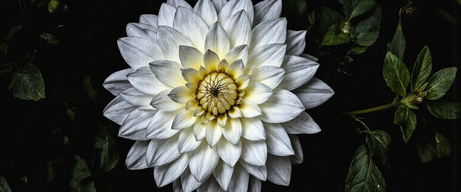 Elegant White Dahlia Bloom on Dark Background #41164