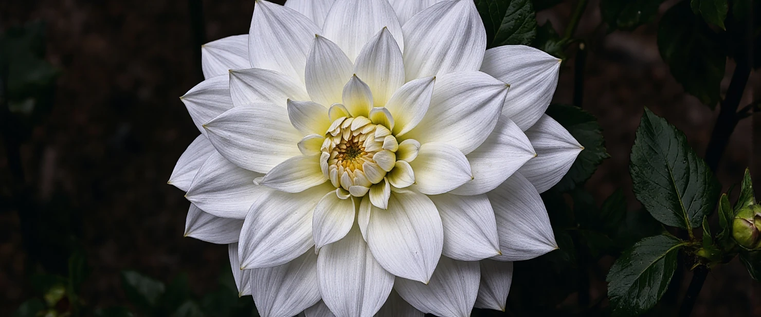 Elegant White Dahlia in Full Bloom #41165