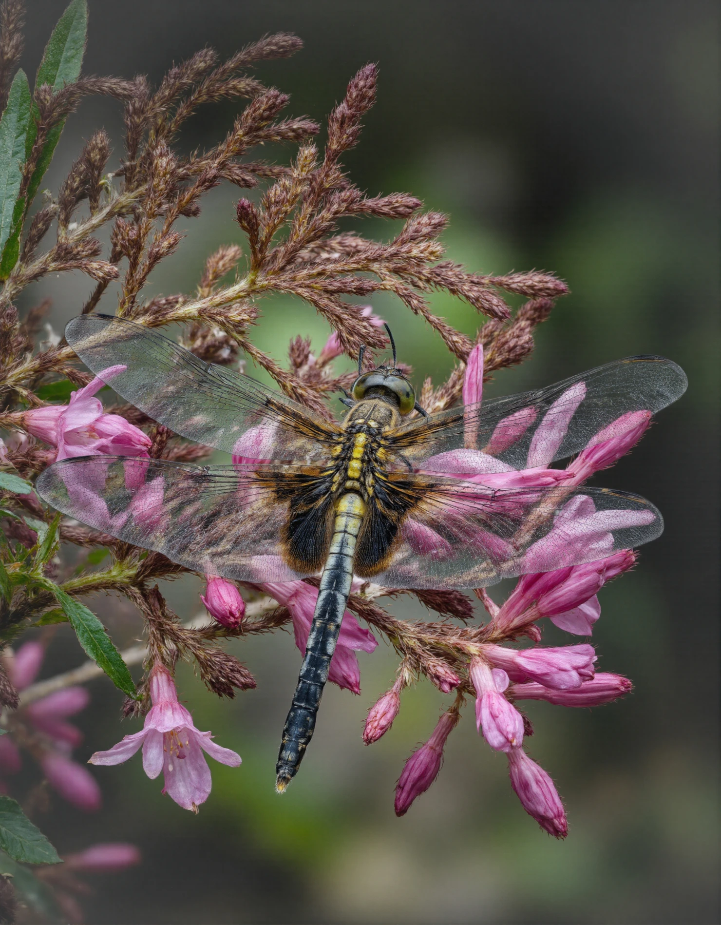 Yellow and Black Dragonfly Resting on Pink Blossoms #41167