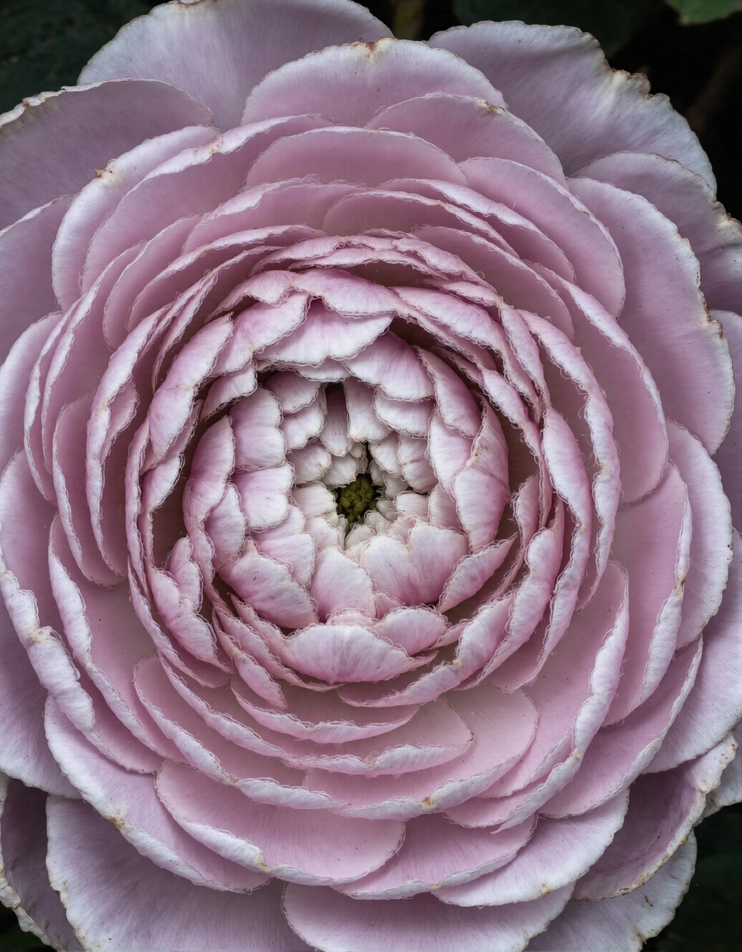Intricate Pink Ranunculus Bloom Close-up #41170