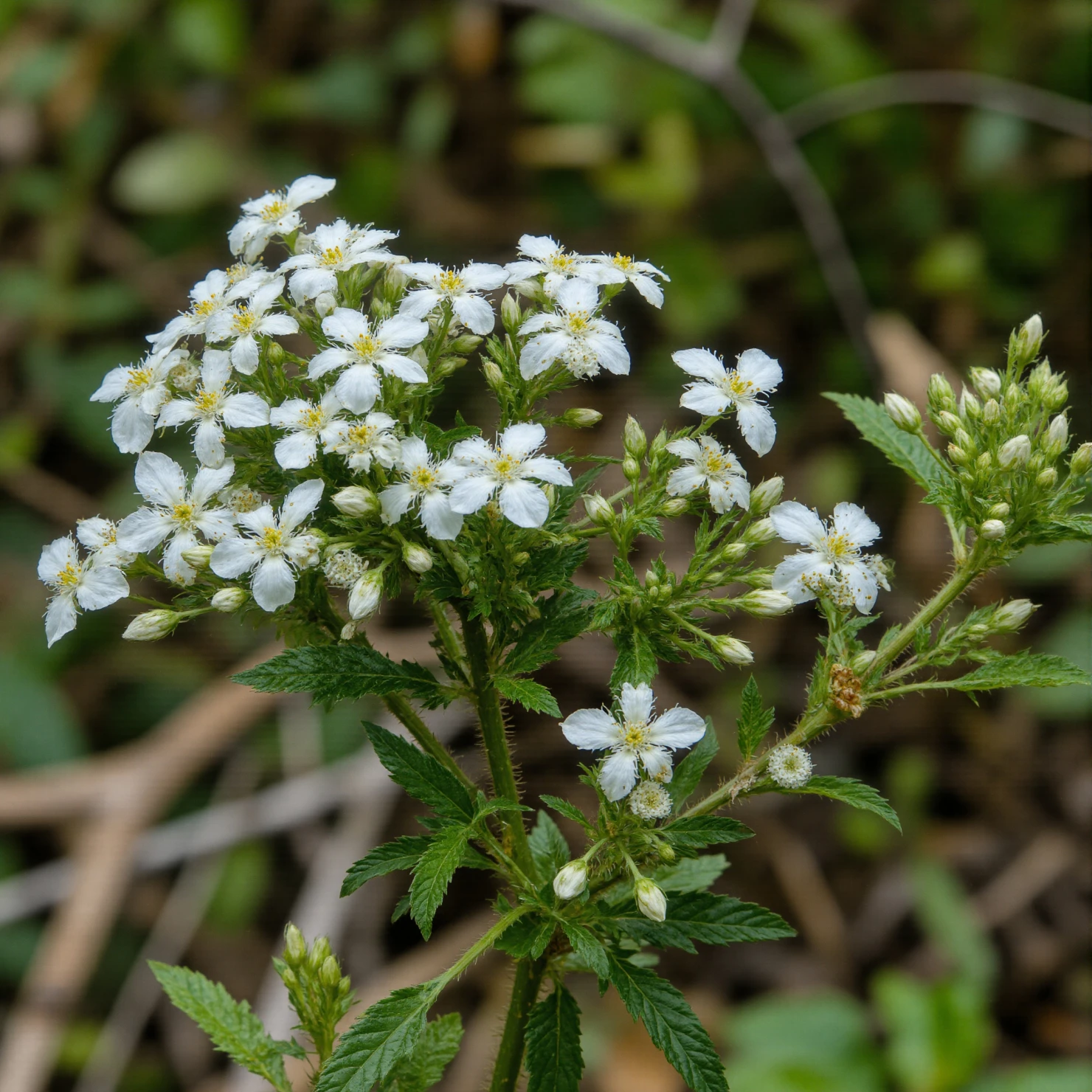 Cluster of Small White Wildflowers with Green Foliage #41172
