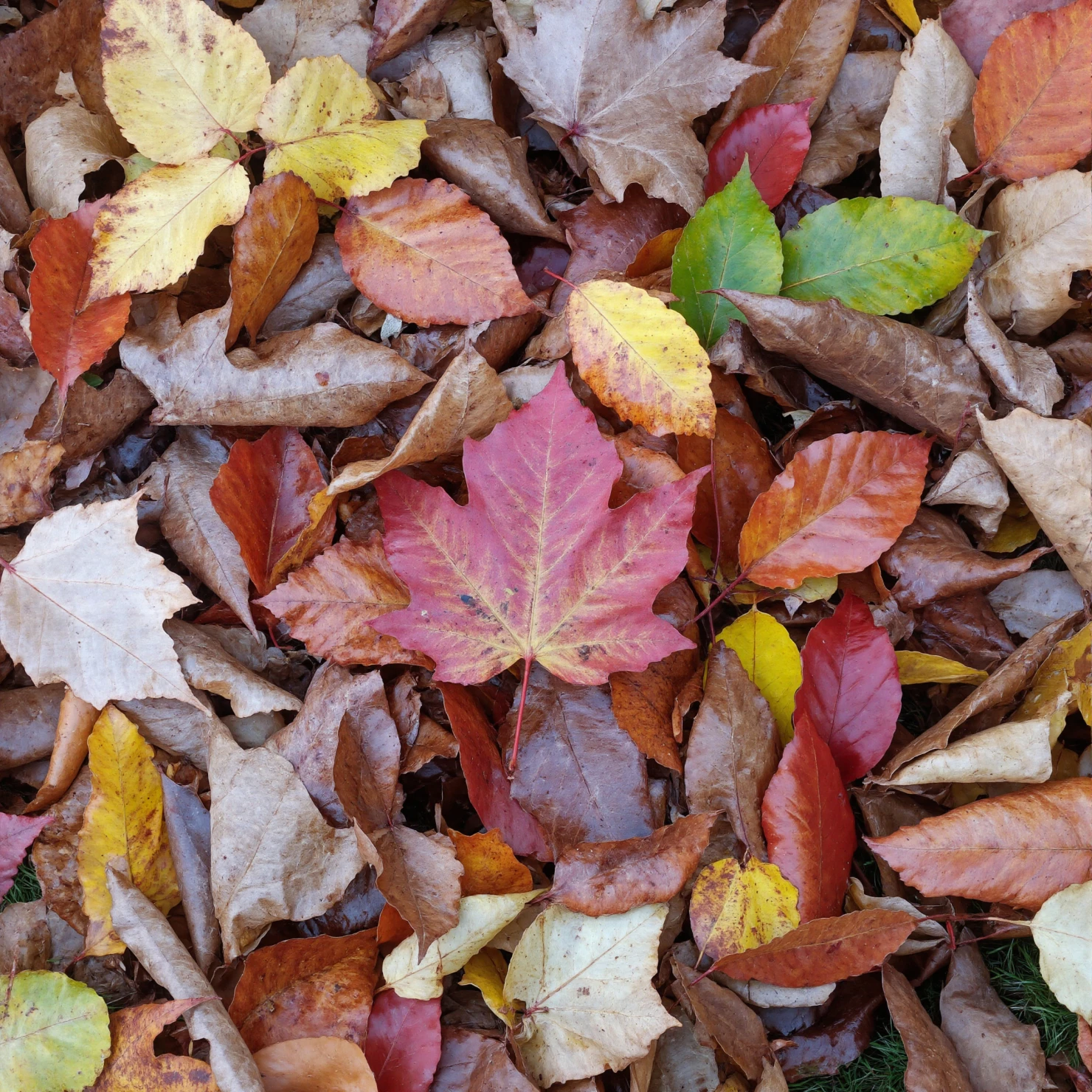 Colorful Fallen Leaves of Autumn #41175