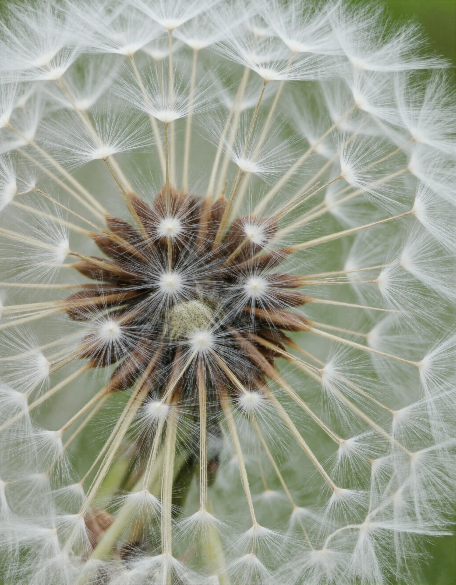 Dandelion Seed Head Close-up #41178