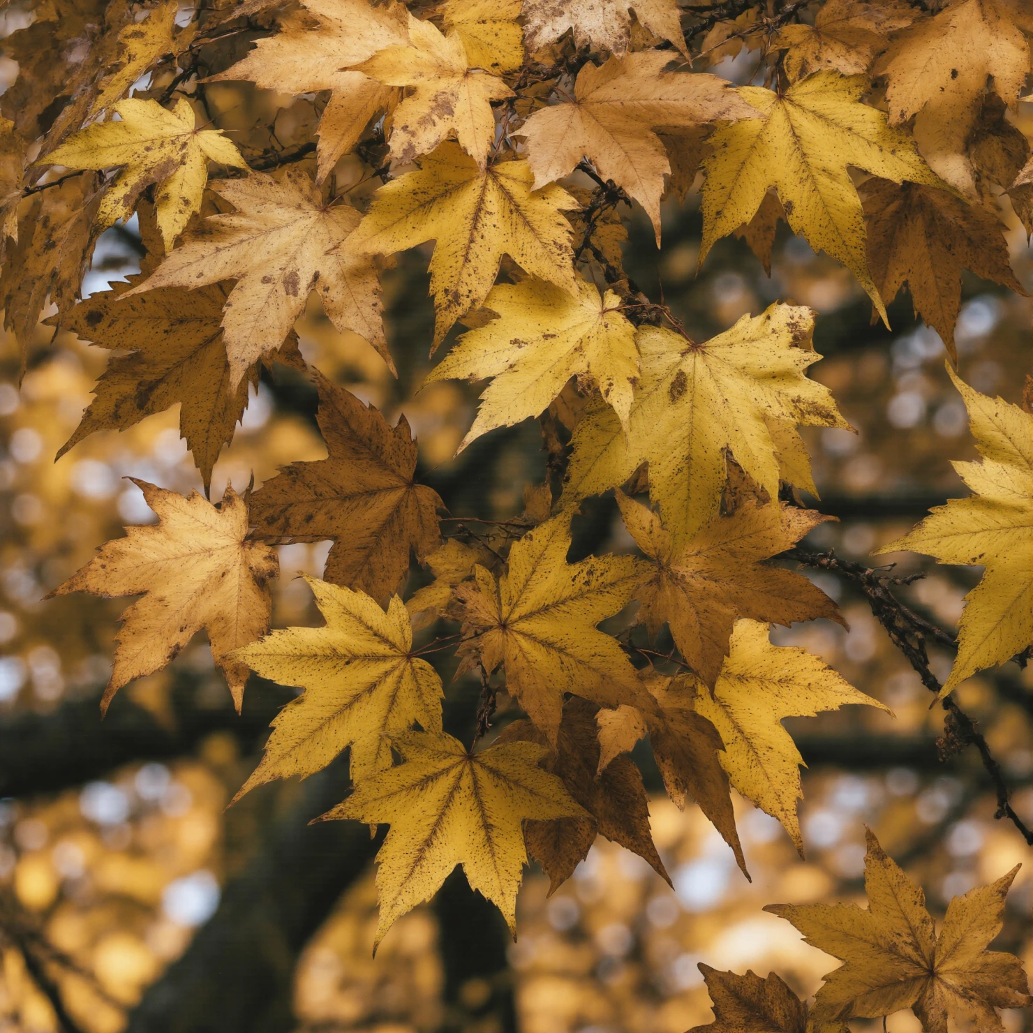 Golden Autumn Leaves on a Tree Branch #41179