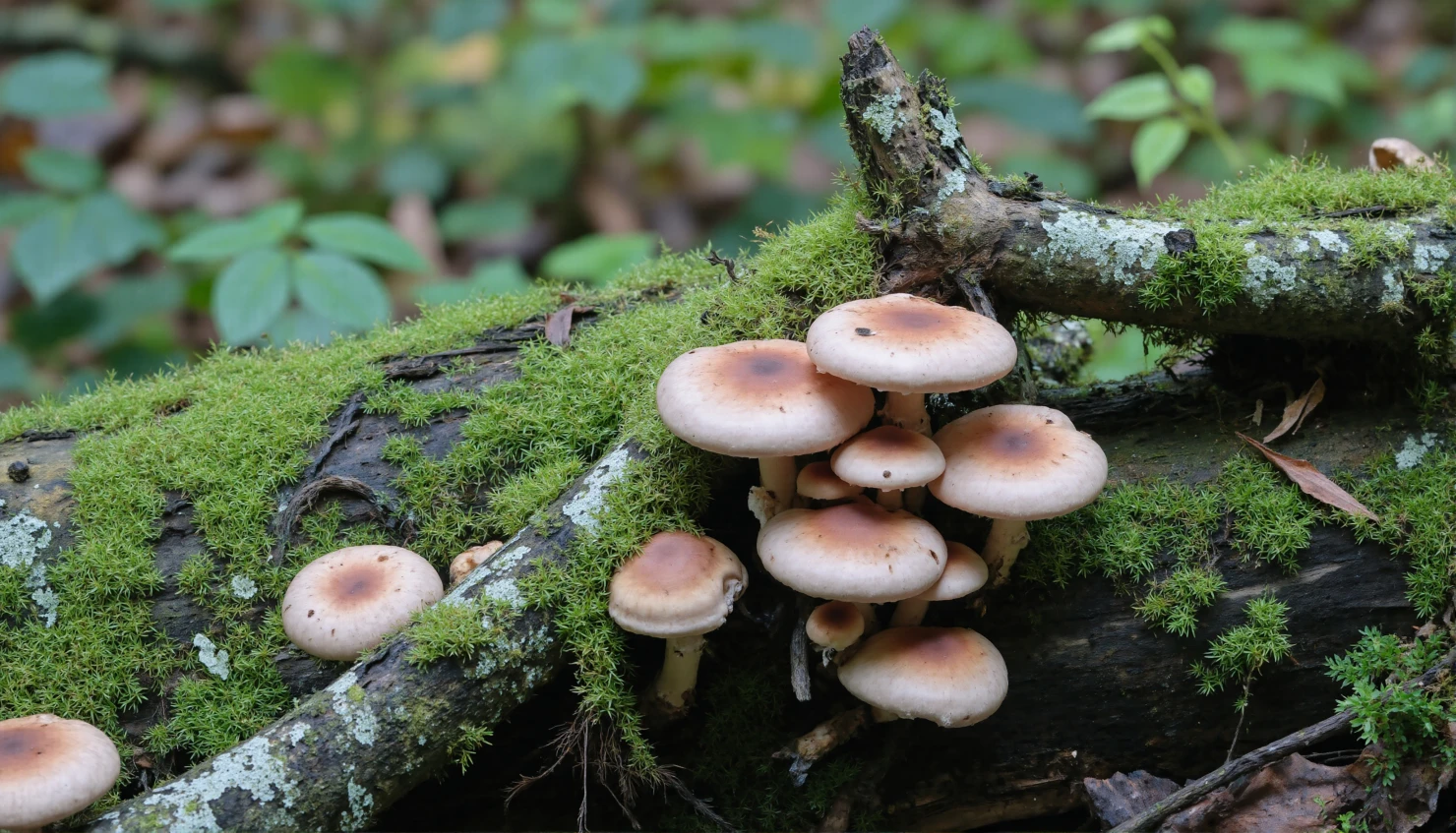 Forest Fungi Mushrooms Adorning a Moss-Covered Log #41188