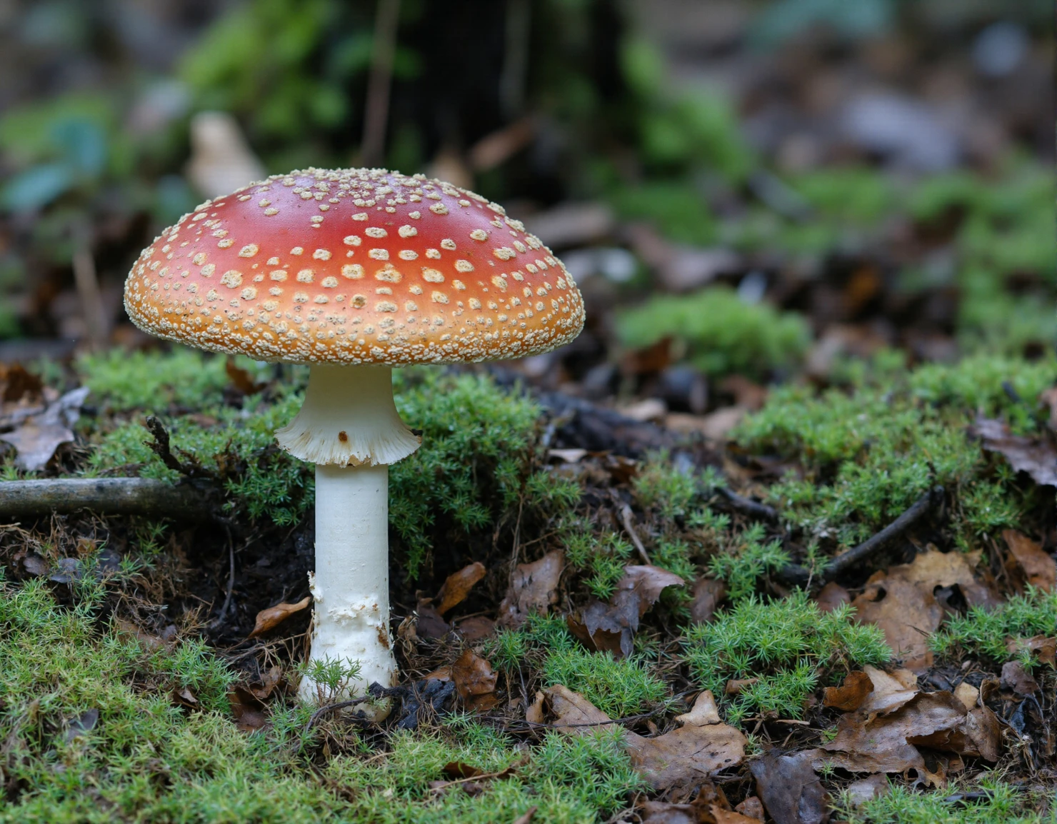 Vibrant Fly Agaric Mushroom on a Mossy Forest Floor #41189