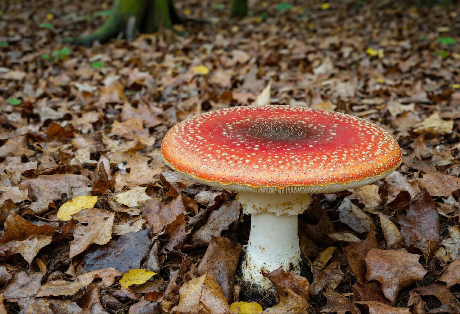 Vibrant Fly Agaric Amidst Autumn Leaves on the Forest Floor #41190