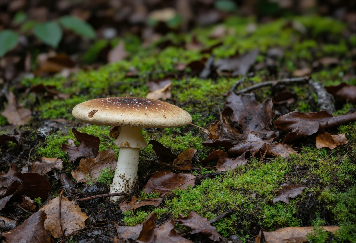 Autumn Fly Agaric by the Forest Lake #41191
